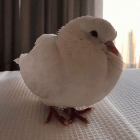 Pigeon Fluffy GIF - Pigeon Fluffy Sleepy - Discover & Share GIFs Languages Learning, Pet Pigeon, Cute Pigeon, Dove Pigeon, Broad Bean, Pretty Animals, Baby Bird, Two Birds, White Doves