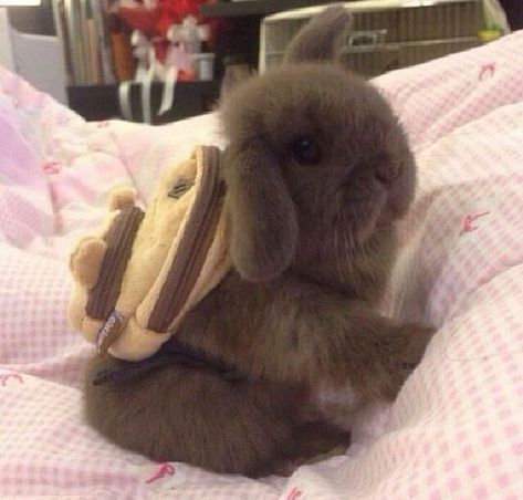 Bunny Accessories, Pet Bunny, Rabbits, Pet