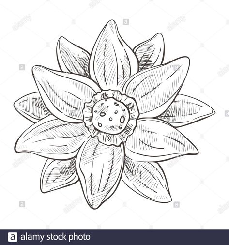 Top View Drawing, Lotus Flower Drawing, Lotus Drawing, Aquatic Plant, Water Lilly, Plan Drawing, Sketch Illustration, Aquatic Plants, Flower Tops