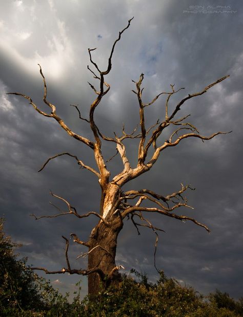 الكوارث الطبيعية, 숲 사진, Diy Keramik, Weird Trees, Dead Tree, Old Tree, Old Trees, Unique Trees, Tree Photography