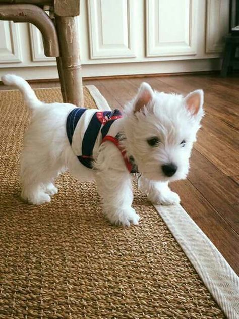 Westie Puppies, Psy I Szczenięta, Westie Dogs, Cutest Animals, West Highland White Terrier, White Dog, Cane Corso, Cute Animal Pictures, Baby Dogs