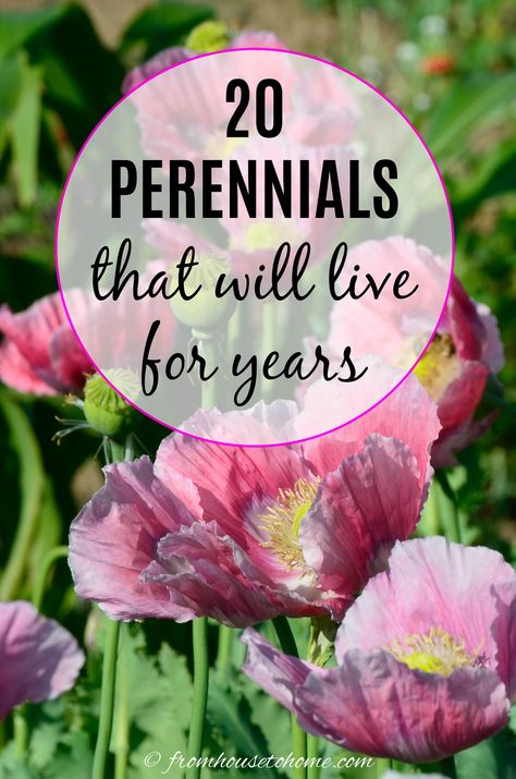 20 perennials that will live for years Perennial Garden Plans, Blooming Perennials, Long Blooming Perennials, Garden Areas, Shade Perennials, Garden Plans, Garden Yard Ideas, Low Maintenance Plants, Ornamental Plants