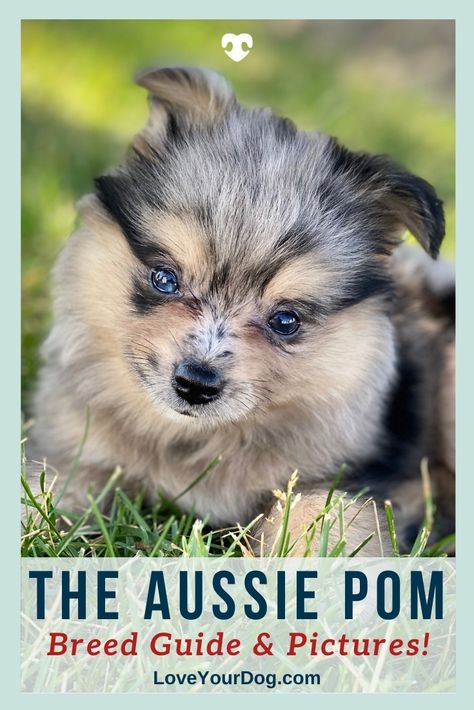 The Aussie Pom is a relatively new designer dog breed. She can be mixed with a purebred standard, mini, or toy Australian Shepherd and a purebred Pomeranian. She is known for being highly trainable and affectionate. Find out more here! #LoveYourDog #PomeranianMix #AustralianMix #ILovePomeranians #SmallDogs #SmallMixBreedDog #SmallBreedDogs Australian Shepherd Pomeranian, Aussie Pomeranian Mix Puppy, Australian Shepherd Poodle Mix, Pomeranian Mix Puppies, Mini Aussie Shepherd, Pitbull Mix Puppies, Toy Australian Shepherd, Baby Pomeranian, Designer Dogs Breeds