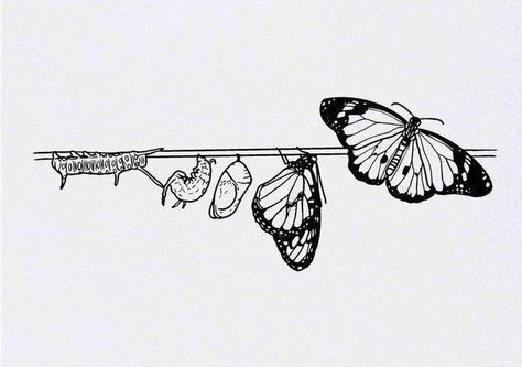 Butterfly Transformation Drawing, Butterfly Process Tattoo, Catapiller To Butterfly Tattoo, Caterpillar Turning Into Butterfly Tattoo, Catipillar Butterfly Tattoo, Catapillar To Butterfly Tattoo, Life Cycle Of A Butterfly Tattoo, Butterfly Tattoo Growth, Butterfly Meaningful Tattoo