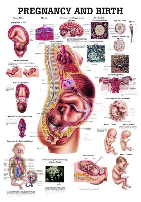 Anatomy Chart, Pregnancy Facts, Student Midwife, Anatomy Poster, Pregnancy Info, Pregnancy Labor, Childbirth Education, Fetal Development, Birth Doula