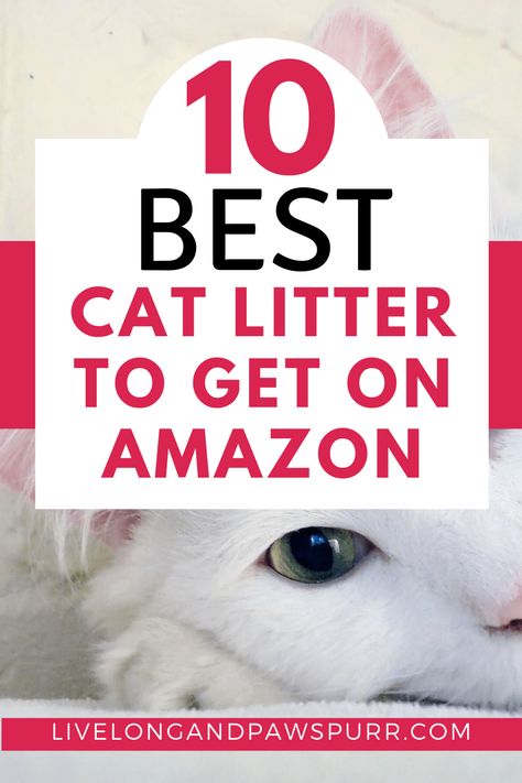 Best Cat Litter To Get On amazon #catproducts #catlitter Best Kitty Litter, Cat Liter, Hypoallergenic Cats, Best Cat Litter, Tidy Cats, Pumpkin Dog Treats, Cat Care Tips, Cat Scratching Post, Dog Care Tips