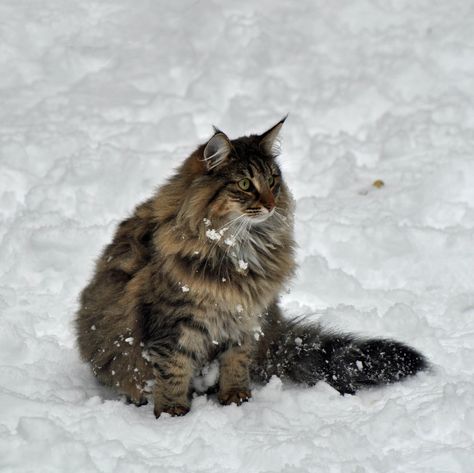 Norwegian Forest Cat (black tabby mackarel) Norwegian Forest Cat Black, Cat Siblings, Pedigree Cats, Siberian Forest Cat, Wallpaper Gatos, Jellicle Cats, Short Tie, Sun Salutations, Cats 101