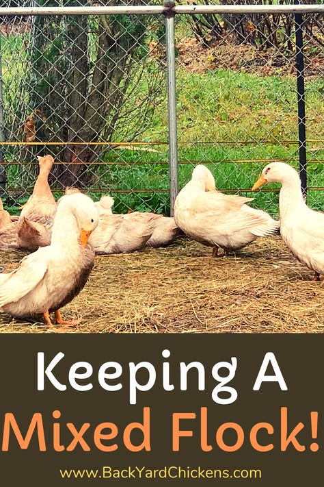 Ducks And Rabbits Together, Duck Laying Boxes, What To Feed Ducks, Ducks And Chickens, Duck Feed, Chicken Roost, Chicken Flock, Food Egg, Laying Chickens