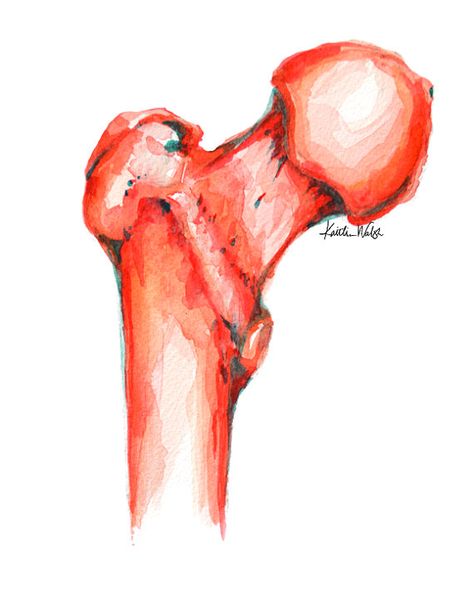 Femur Watercolor Print - Orthopedic Surgery Art - Medical Art - Anatomy Art Femur Anatomy, Drawing Medical, Watercolor Anatomy, Surgery Art, Art Anatomy, Medical Office Decor, Male Figure Drawing, Orange Color Palettes, Muted Red