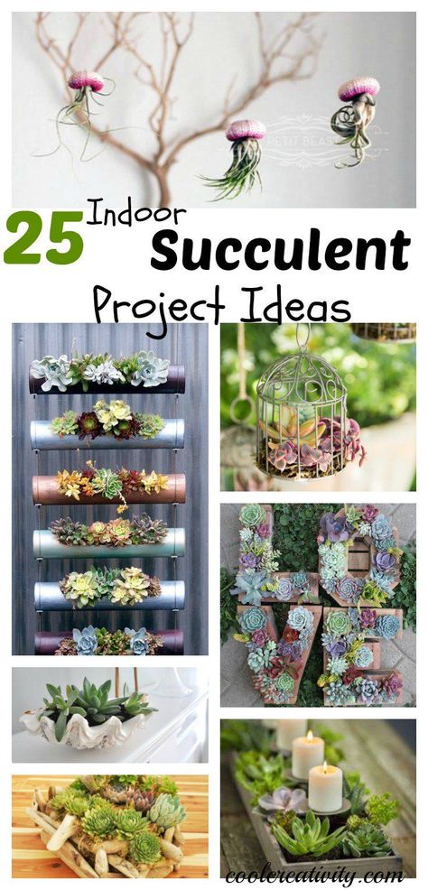 25 Indoor Succulent DIY Project Ideas Indoor Succulent Planter, Succulent Diy, Succulent Garden Indoor, Diy Project Ideas, Jardim Diy, Indoor Vegetable Gardening, Succulent Garden Diy, Succulent Gardening, Indoor Gardens