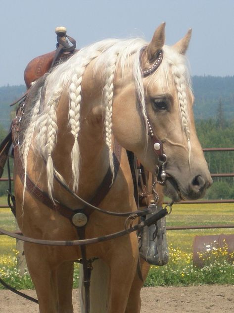 Horse Mane Braids, Horse Braiding, Funny Horse Pictures, Horse Mane, Dream Farm, Palomino Horse, Barrel Racing Horses, American Quarter Horse, Quarter Horses