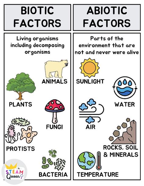 Living vs. Non-living Biotic and abiotic factors of ecosystems. Diagram visual T-chart. Biotic: 5 kingdoms including plants, animals, fungi, protists, bacteria. Abiotic: Temperature, rocks, minerals, soil, air, water, sunlight. Biotic And Abiotic Resources, Living Vs Non Living, Biotic And Abiotic Factors, Biotic Factors, Abiotic Factors, Non Living Things, Ecosystem Activities, Biotic And Abiotic, Ecosystems Projects