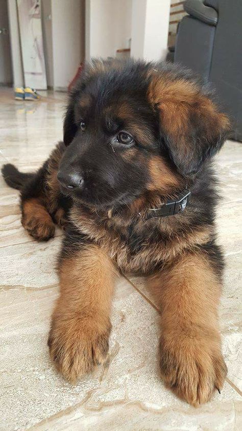 Gsd Puppy, Dog German, Coban, Gsd Puppies, Really Cute Dogs, Cute Dogs And Puppies, Shepherd Puppies, German Shepherd Puppies