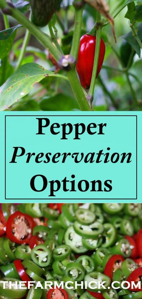 How To Preserve Peppers From Garden, Preserving Chili Peppers, Garden Harvest Recipes, Preserving Garden Harvest, What To Do With Garden Peppers, What To Do With Hot Peppers From Garden, What To Do With Peppers From The Garden, Preserving Jalapeno Peppers, What To Do With Jalapenos