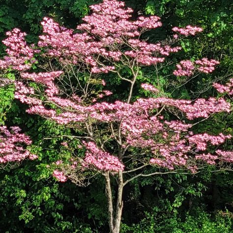 The pink dogwood is notable for the many pastel flowers that it produces each spring for about two to four weeks. Like other dogwoods, the pink varieties are very good landscape trees for the rest of the year, with green foliage that turns purplish in fall and reddish berries that draw butterflies and birds. They're also not very messy trees. At a growth rate of about 1 foot per year, the pink dogwood tree can quickly become a robust addition to the landscape. It is tough to source seeds for pin