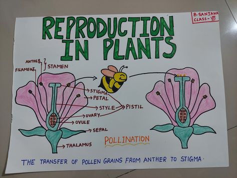 Pollination Diagram, Pollination Project, Third Grade Science Worksheets, Reproduction In Plants, Human Body Systems Projects, Biology Ideas, Science Model, Science Life Cycles, Bio Notes