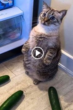 Kat Haken, Funny Cat Compilation, Funny Hamsters, Cat And Dog Videos, Funny Cats And Dogs, Puppy Mills, Awesome Pictures, Baby Animals Funny, Cute Cat Gif