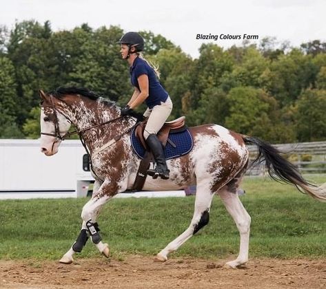 Horse Markings, Horse Coat Colors, Warmblood Horses, Rare Horses, Show Jumping Horses, Magical Horses, Beautiful Horse Pictures, Pinto Horse, Eventing Horses