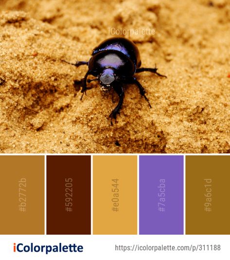 Color Palette Ideas from Insect Dung Beetle Image Best Color Palettes, Popular Color Palettes, Dung Beetle, Color Palette Ideas, Color Pallete, Palette Ideas, Best Color, Popular Color, Color Pallets