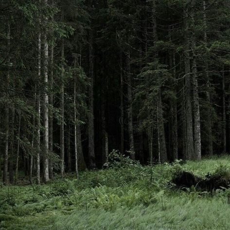 Kafka On The Shore, Dark Naturalism, Dark Forest Aesthetic, Forest Core, Dark Green Aesthetic, Night Forest, Night Aesthetic, Dark Forest, Nature Aesthetic