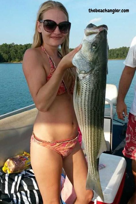 Bikini clad lady angler holding up a large striper Striper Fishing, Summer Fishing, Striped Bass, Surf Fishing, The Outer Banks, Fishing Adventure, Catching Fish, Fishing Girls, Gone Fishing