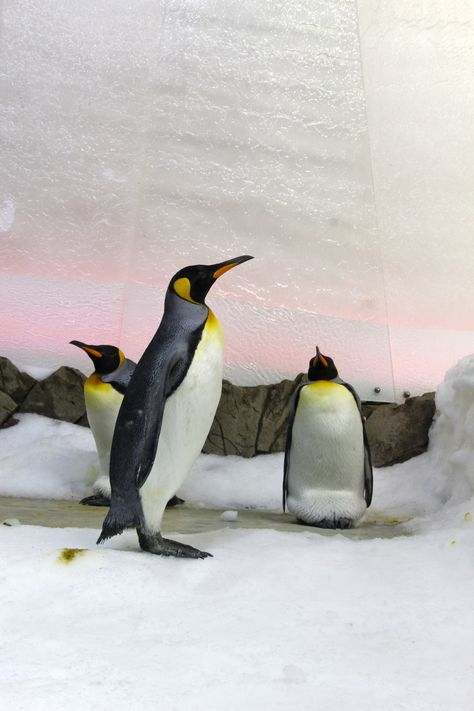 Penguins - Sealife Melbourne Aquarium Melbourne Aquarium, Sealife, Ocean Life, Penguins, Melbourne, Animals, Travel