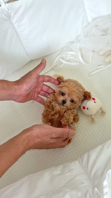 ROLLY TEACUP PUPPIES INC. on Instagram: "YURI the female poodle from ROLLY. Professionally taken care by our care team, look at her relax in our care. ❤ #poodle #creampoodle #teacuppoodle" Rolly Teacup Puppies, Sofia Wallpaper, Toy Poodle Haircut Teddy Bears, Pets Images, Female Poodle, Toy Poodle Haircut, Dogs Poodle, Teacup Poodles, Miniature Poodle Puppy