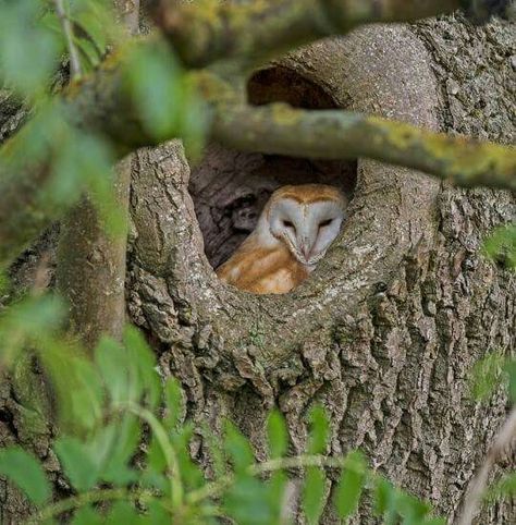 Barn owls are known as "cavity dwellers" meaning they do not build nests. Instead they reside in cavities of trees, lofts of barns and in vacant buildings as well as silos. They regurgitate their pellets (hair and bones of rodents they can't digest) and use the pellets as nesting material. With the destruction of old dwellings and trees their habitats are shrinking as are their numbers. By providing a safe habitat for the barn owls you are joining a worldwide conservation cause. Owl Habitat, Owl Pellets, Barn Owls, Owl Tree, Bone Art, Beautiful Owl, Bird Pictures, Old Barns, Barn Owl