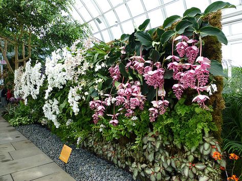 Orchid Show - Vertical Garden Wall 1 - Cane Orchids Vertikal Garden, Orchid House, Vertical Garden Design, Vertical Vegetable Garden, Orchid Show, Vertical Garden Wall, Garden Floor, Orchids Garden, Tikal