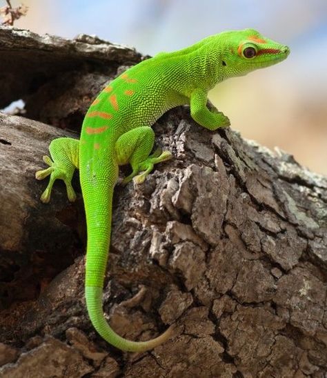 Madagascar day gecko - Phelsuma madagascariensis madagascariensis) It lives on the eastern coast of Madagascar and typically inhabits rainforests and dwells on trees. The Madagascar day gecko feeds on insects, fruit and nectar. Day Gecko, Regard Animal, Chameleon Lizard, Amazing Frog, Cute Reptiles, Komodo, Crocodiles, Reptiles And Amphibians, Green Day