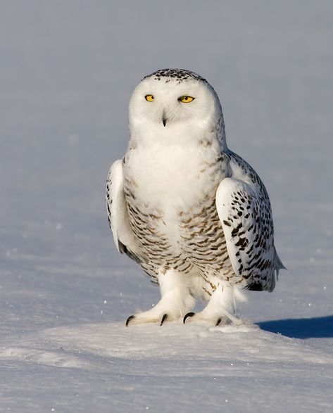 Snowy Owl (Bubo scandiacus). Photo by Rachel Bilodeau. Owl Sounds, Owl Species, Awesome Owls, Snow Owl, Owl Photos, Owls Drawing, Owl Cartoon, Owl Pet, Owl Pictures