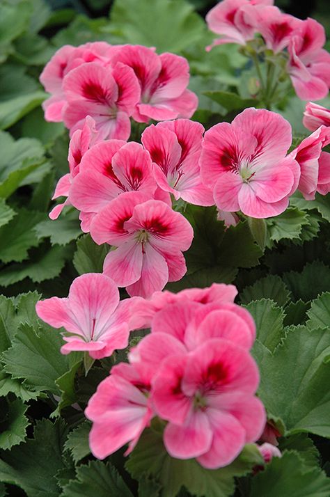 Maiden Rose Pink Geranium (Pelargonium 'Maiden Rose Pink') at Bachman's Landscaping Martha Washington Geranium, Regal Rose, Geranium Plant, Pink Geranium, Spring Garden Flowers, Martha Washington, Geranium Flower, Pink Flowers Wallpaper, Balcony Plants