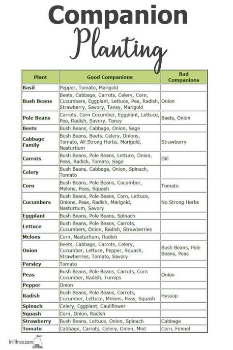 Best Small Vegetable Garden Layout, How Many Plants Per Person, Companion Planting Chart, Companion Planting Vegetables, Companion Gardening, Garden Companion Planting, Plant Friends, Tattoo Plant, Growing Tomatoes In Containers