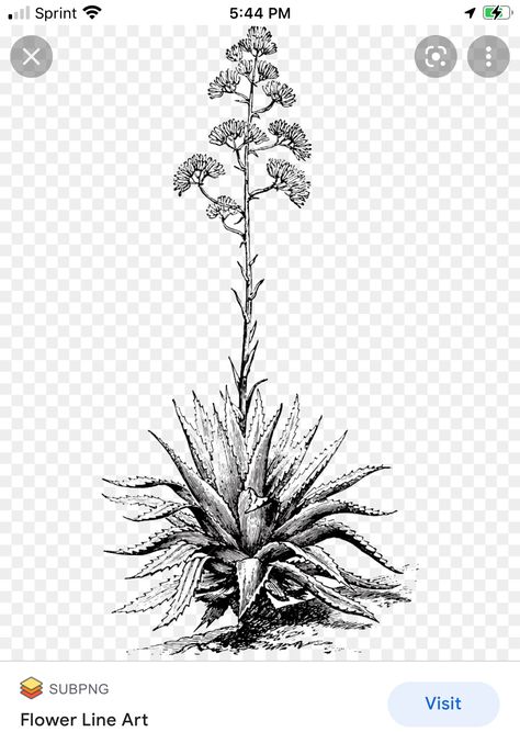 Agave Tattoo, Century Plant, Agaves, Plant Art, Skull Art, Maple Leaf Tattoo, Tatting, Dandelion, Cactus