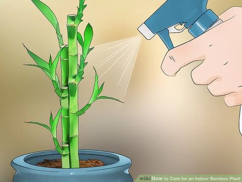 How to Care for an Indoor Bamboo Plant: 14 Steps (with Pictures) Indoor Bamboo Plant, Bamboo Plant Care, Indoor Bamboo, Bamboo Species, Lucky Bamboo Plants, Bamboo Care, Making Plant Pots, Bamboo Plant, Small Backyard Gardens