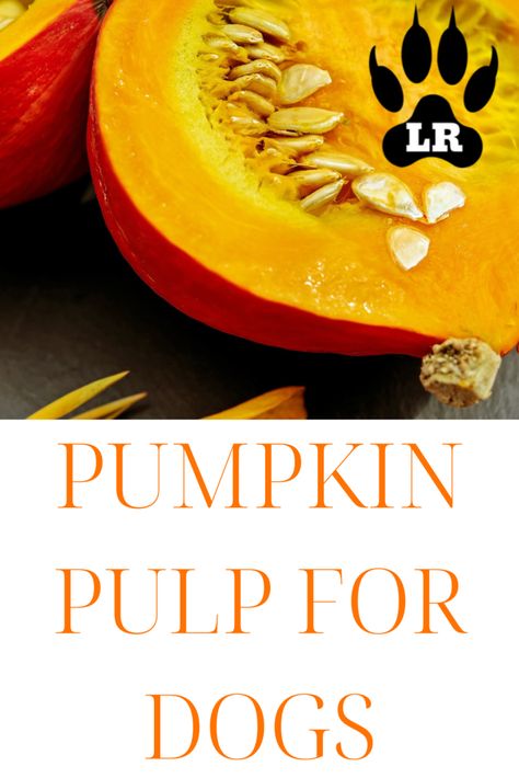 Is Pumpkin Pulp For Dogs Good? | Labrottie.com Pumpkin Dog Treats From Real Pumpkin, Pumpkin Guts Recipe, Pumpkin Recipes For Dogs, Pumpkin For Dogs, Can Dogs Eat Pumpkin, Fresh Pumpkin Recipes, Raw Dog Treats, Pumpkin Pulp, Pumpkin Guts