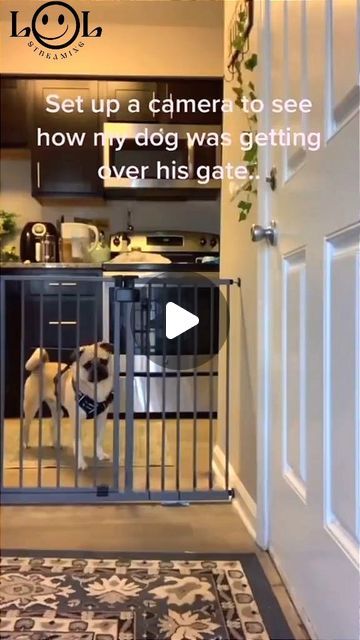 Funny Dog Video, Funny Dog Videos Make Me Laugh, Animal Funny Videos, Funny Dog Videos Try Not To Laugh, Funny Pets Videos, Dog Videos Funny Hilarious, Puppy Videos Funny, Funniest Dog Videos, Lol Videos