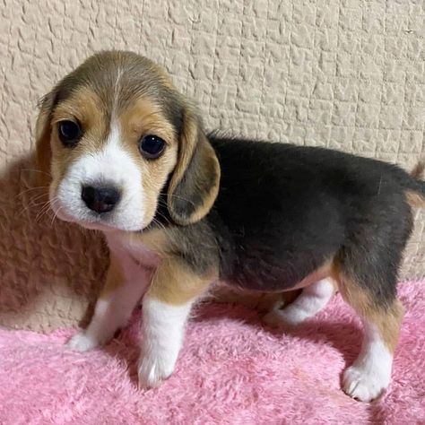 BEAGLE PUPIES california, los gatos. CUTE BEAGLE PUPPIES BOTH MALE AND FEMSLE, THEY ARE VET DEWORMED HAD THEIR SHOTS, PAPERWORK, HOUSE AND PUTTY TR.. #429134 Begal Puppies, Cute Beagle Puppies, Lemon Beagle Puppy, Beagle Dog Puppies, Funny Pics Of Dogs, Beagle Breeds, Baby Beagle, Beagle Puppies, Fierce Animals