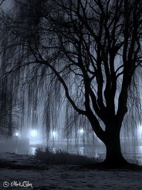 Night Willow: A willow tree alongside Juneau Park Lagoon in Milwaukee, Wisconsin. Willow Tree Tattoo, A Willow Tree, Willow Tree Tattoos, Weeping Willow Tree, Weeping Willow, Tree Photography, Tree Wallpaper, Milwaukee Wisconsin, Tree Hugger