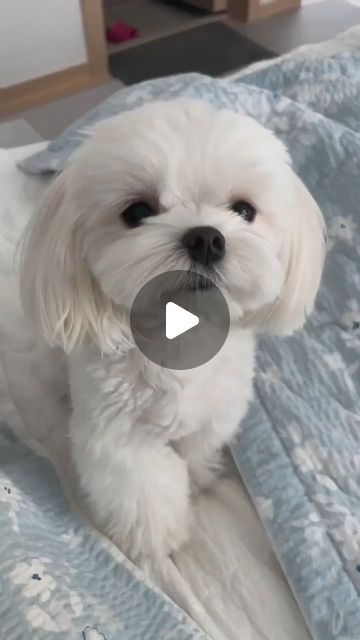 3,675 likes, 38 comments - maltese_worldlover on August 23, 2022: "❤️ tag your friends ❤️ 
who loves 🐶 Maltese
follow us @maltese_worldlover
follow us @maltese_worldlover
.........................................
Credit @hing9u
(DM for credit or removal/ No copyright intended.All rights are reserved & belongs to their respective owners.If there any roblem in the post please dm us,we try to fixed it🙂🙂)
,,,,,,,,,,,,,,,,,,,,,,
#maltese #malteseterrier
#maltesebaby #maltesepup
#maltesefamily #mal Maltese Dog For Sale, Maltese Puppy Cut, Maltese Dogs Haircuts, Maltese Haircut, Baby Maltese, Maltese Poodle Mix, Maltese Breed, Dog Grooming Styles, Cutest Puppy Ever