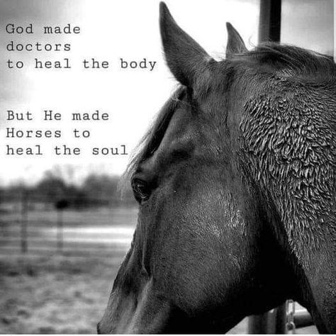 Equestrian Quotes Inspirational, Wild Horses Quotes, Horse Girl Quotes, Horse Love Quotes, Equine Quotes, Horse Quotes Funny, Inspirational Horse Quotes, Horse Riding Quotes, Equestrian Quotes