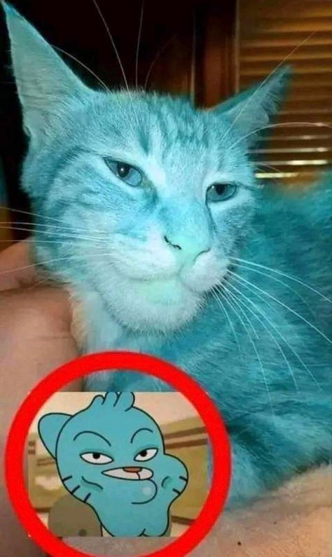 Katt Hus, Amazing Gumball, Goofy Pictures, Blue Cat, World Of Gumball, 웃긴 사진, The Amazing World Of Gumball, Very Funny Pictures, Silly Pictures