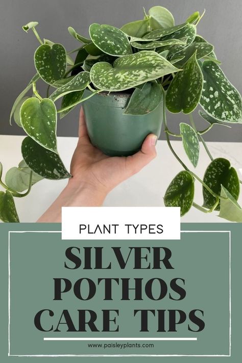 Different Types Of Pothos, Silver Splash Pothos, Silver Pothos Care, Silver Pothos Plant, Pathos Plant Care, Silvery Ann Pothos, Types Of Pothos Plants, Pothos Care Tips, Silver Satin Pothos