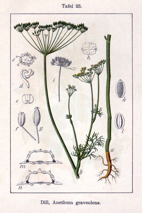 укроп dill Anethum Graveolens, Herbs Illustration, Foeniculum Vulgare, Antique Botanical Print, Scientific Illustration, Flower Printable, Free Web Hosting, Botanical Drawings, Old Book