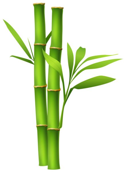 Bamboo Clipart, Panda With Bamboo, Bamboo Drawing, Panda Food, Panda Png, Bamboo Stalks, Traditional Chinese Art, Painted Bamboo, Frida Art