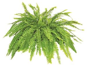 Feng Shui Garden Design, Pet Friendly House Plants, Best Air Purifying Plants, Cat Safe Plants, Low Maintenance Pets, Boston Fern, Pet Friendly House, Best Indoor Plants, Low Light Plants