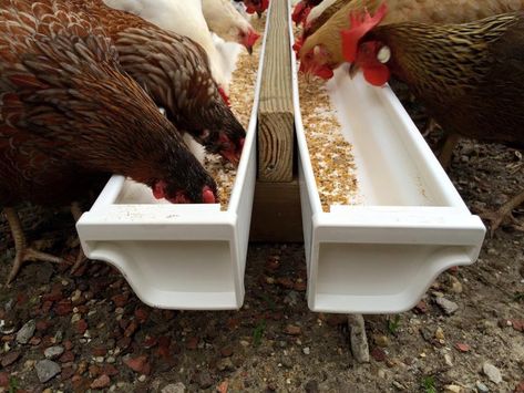 Fermented feed trough from vinyl gutters Diy Trough Feeder, Diy Chicken Trough Feeder, Chicken Feeding Trough, Chicken Feed Trough, Chicken Trough Feeder, Chicken Feeding Station, Chicken Trough, Breeding Chickens, Diy Chicken Feeder