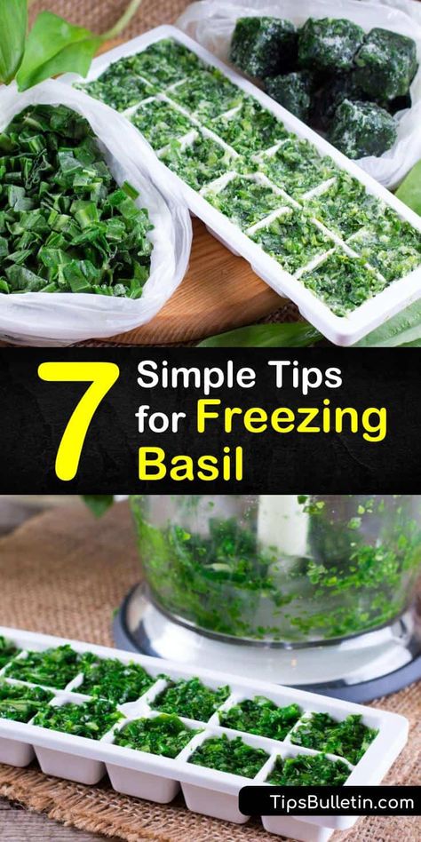 Freezing Food Guide, Preserving Basil, Freezing Fresh Herbs, Preserve Fresh Herbs, Fresh Basil Recipes, Drying Fresh Herbs, Freezing Vegetables, Freezing Herbs, Basil Pesto Recipes