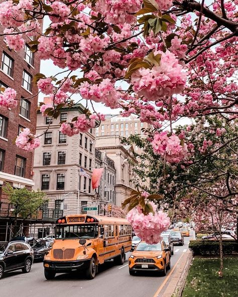 #spring#nyc#newyork#cherry#buses#city#citylife#newyorkcity# Pink Flower Pictures, Spring Nyc, Spring New York, Nyc Spring, Bus City, Spring In New York, Spring City, Nyc Aesthetic, Nyc Life