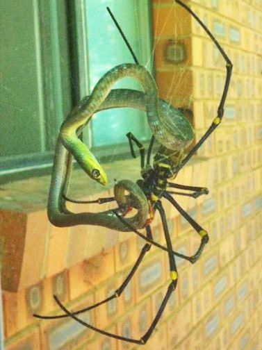 This spider is from the genus Nephila and was photographed in Australia...it also eats birds...and I had really wanted to visit Australia some day and yea well THAT went out the window UGH Australian Spider, Spider Eating, Meanwhile In Australia, Arachnids, Bones Funny, Queensland, Funny Photos, Reptiles, Animal Pictures